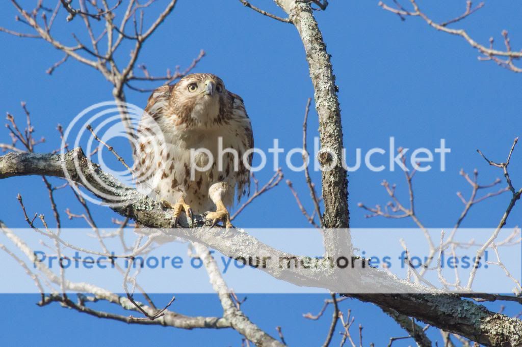 IMAGE: http://i512.photobucket.com/albums/t322/BogiePutt/Red-TailedHawkKM03142014180_zps085ad395.jpg