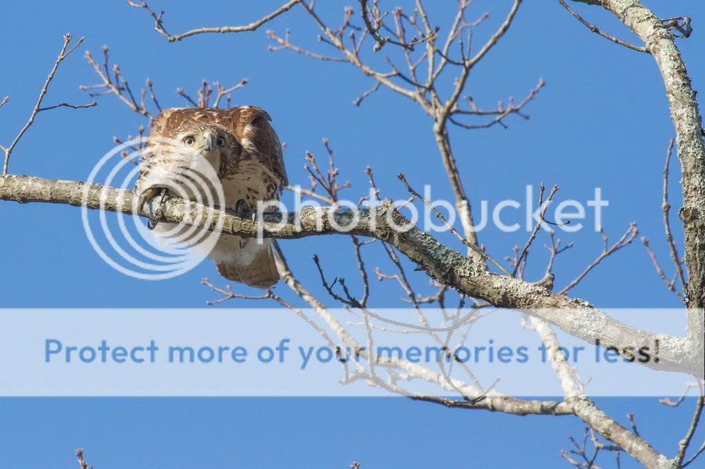 IMAGE: http://i512.photobucket.com/albums/t322/BogiePutt/Red-TailedHawkKM03142014196_zpsc54e15a9.jpg