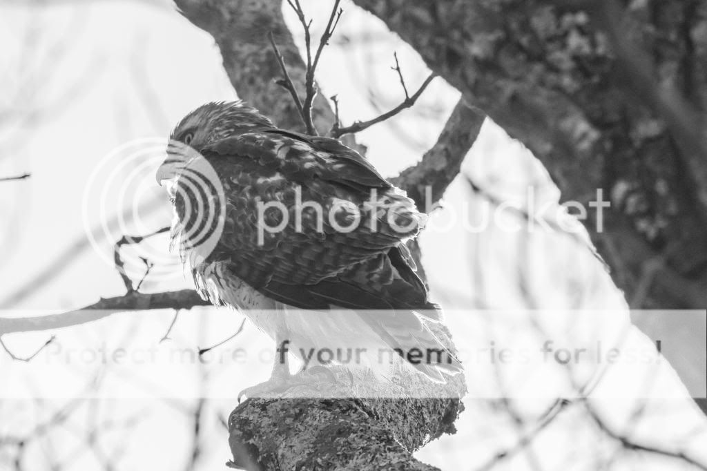 IMAGE: http://i512.photobucket.com/albums/t322/BogiePutt/Red-TailedHawkKM03142014293_zps9ee85cc9.jpg