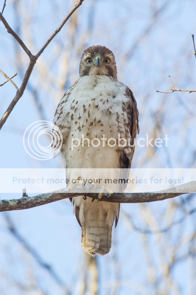 IMAGE: http://i512.photobucket.com/albums/t322/BogiePutt/Red-TailedHawkKM03142014311_zpsdea1cf23.jpg