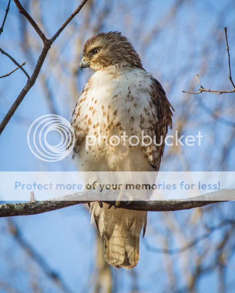 IMAGE: http://i512.photobucket.com/albums/t322/BogiePutt/Red-TailedHawkKM03142014375_zpsd4fc3a99.jpg