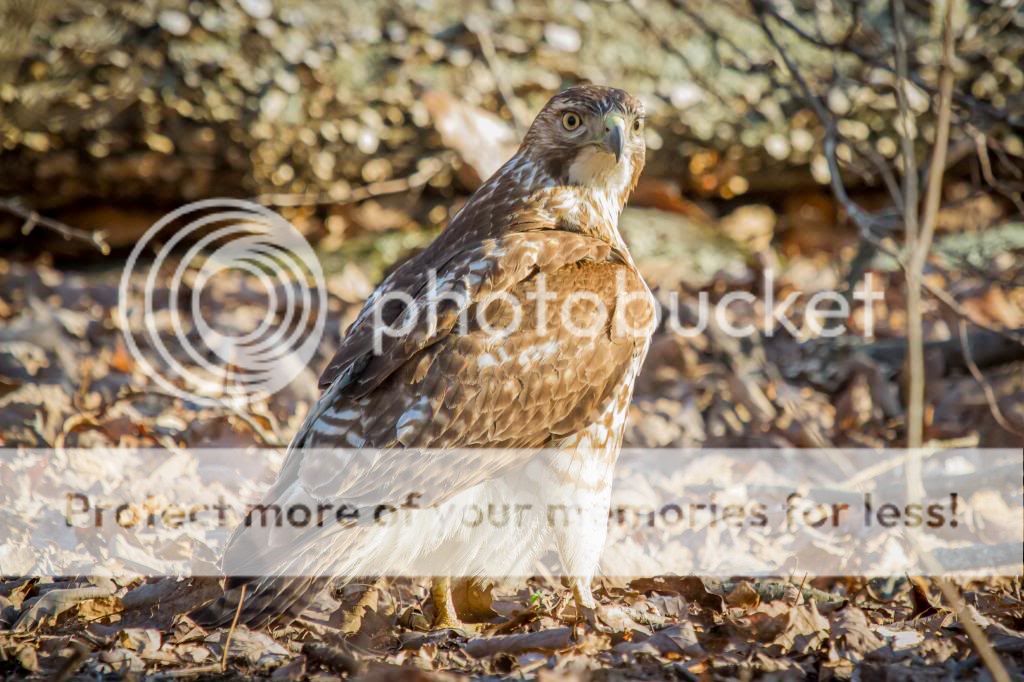 IMAGE: http://i512.photobucket.com/albums/t322/BogiePutt/Red-TailedHawkKM031420144391_zps8341efae.jpg