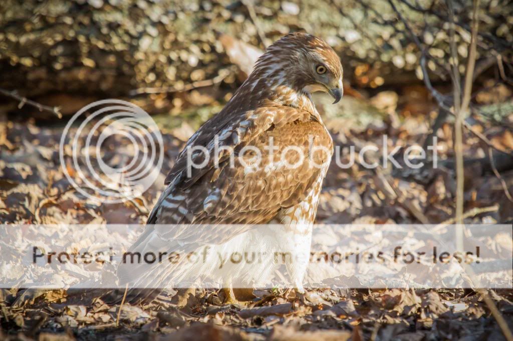 IMAGE: http://i512.photobucket.com/albums/t322/BogiePutt/Red-TailedHawkKM03142014444_zpsa8d679d1.jpg