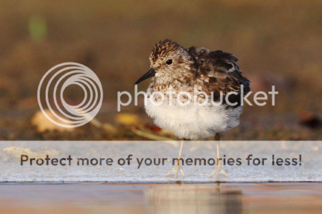 IMAGE: http://i512.photobucket.com/albums/t322/BogiePutt/SP08072012116.jpg