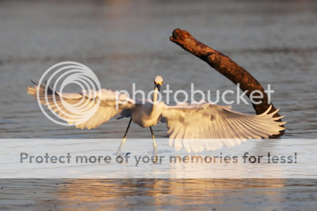 IMAGE: http://i512.photobucket.com/albums/t322/BogiePutt/Snowy09102012055.jpg