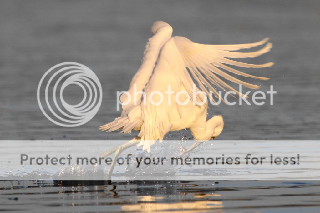 IMAGE: http://i512.photobucket.com/albums/t322/BogiePutt/Snowy09102012102.jpg