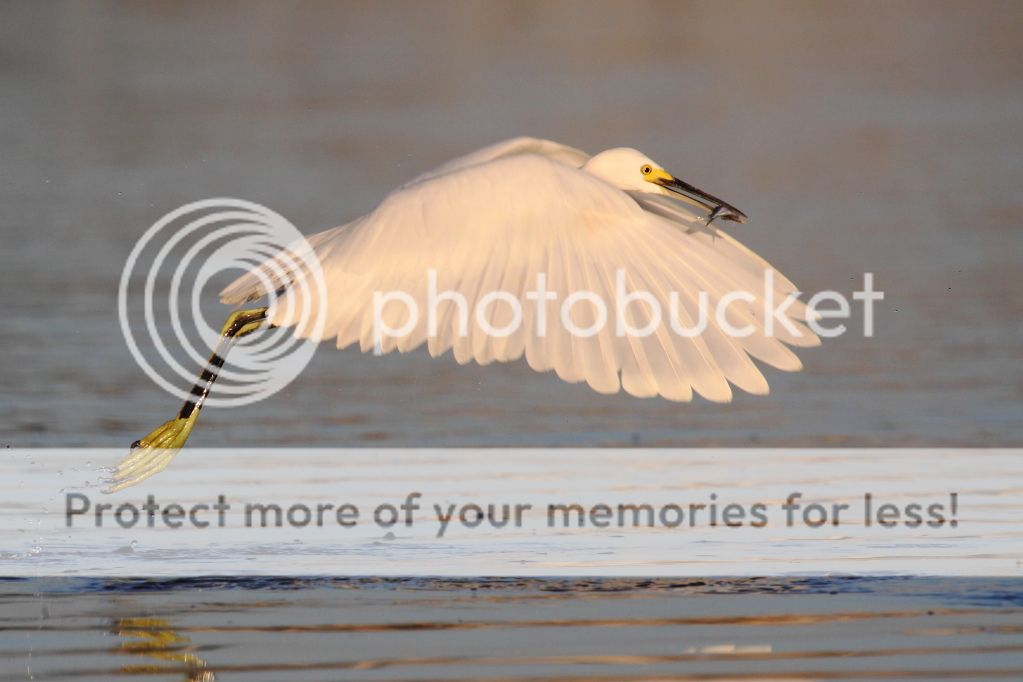 IMAGE: http://i512.photobucket.com/albums/t322/BogiePutt/Snowy09102012104.jpg