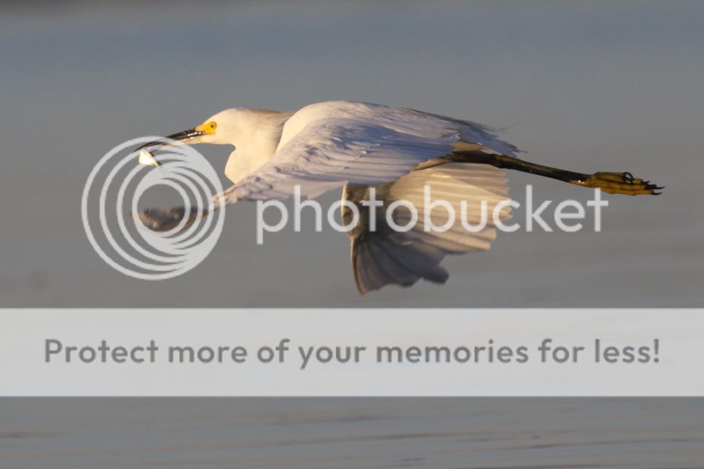 IMAGE: http://i512.photobucket.com/albums/t322/BogiePutt/Snowy09102012109.jpg