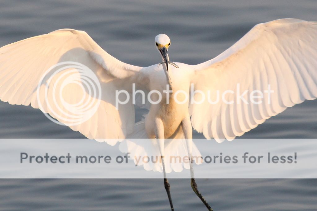 IMAGE: http://i512.photobucket.com/albums/t322/BogiePutt/Snowy09242012022.jpg