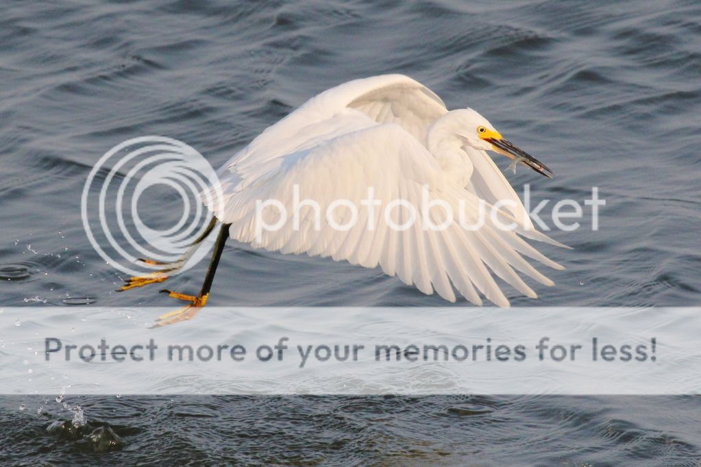 IMAGE: http://i512.photobucket.com/albums/t322/BogiePutt/Snowy09242012122.jpg