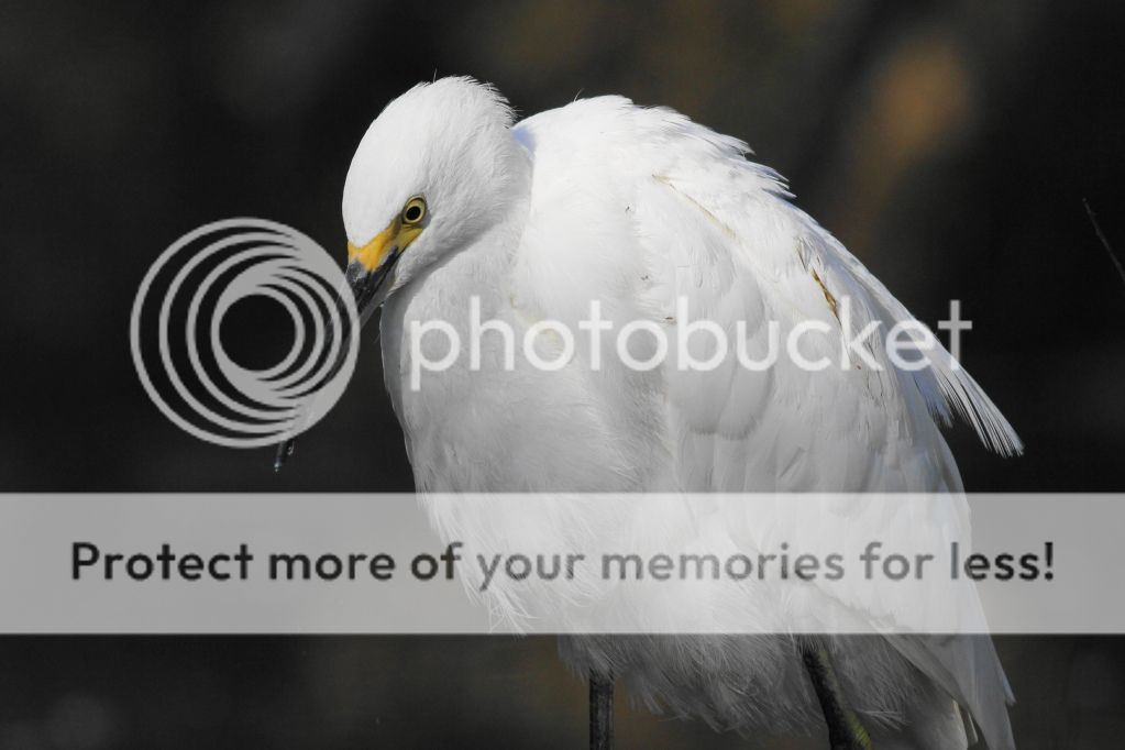 IMAGE: http://i512.photobucket.com/albums/t322/BogiePutt/SnowyEgret10202012147.jpg