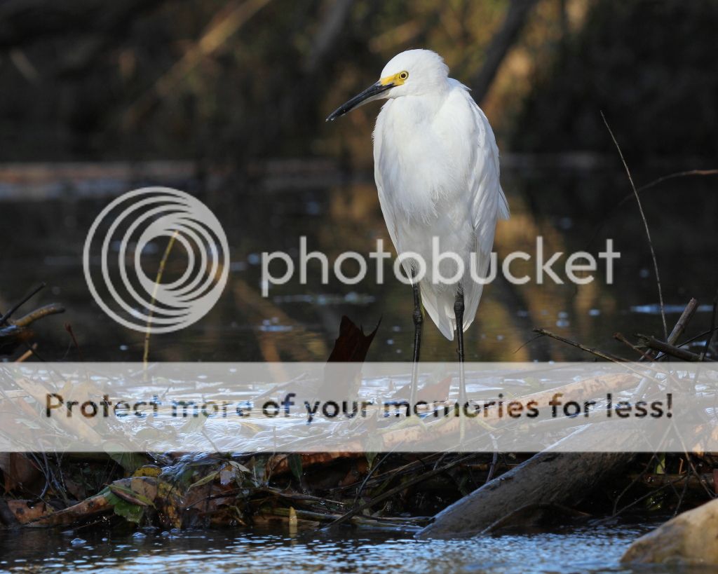 IMAGE: http://i512.photobucket.com/albums/t322/BogiePutt/SnowyEgret10202012150.jpg