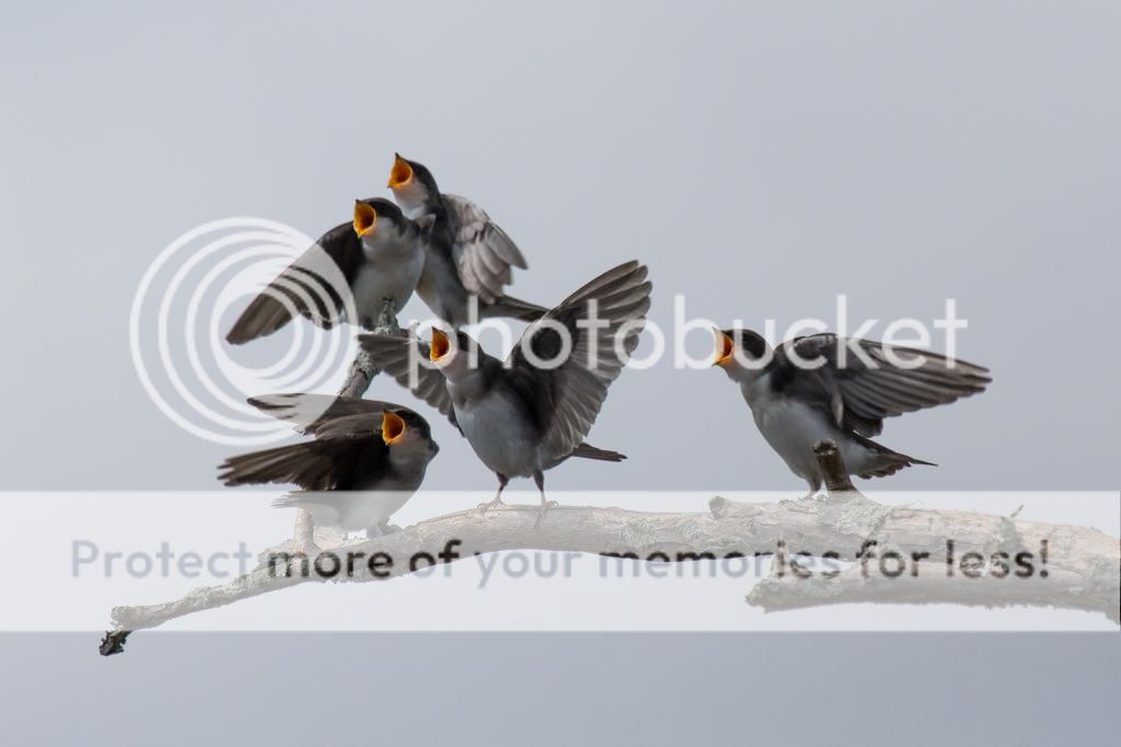 IMAGE: http://i512.photobucket.com/albums/t322/BogiePutt/Swallows07212014-343_zps6a5dbaf9.jpg