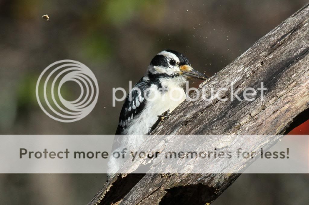 IMAGE: http://i512.photobucket.com/albums/t322/BogiePutt/WP12112013279_zpsccc20efc.jpg