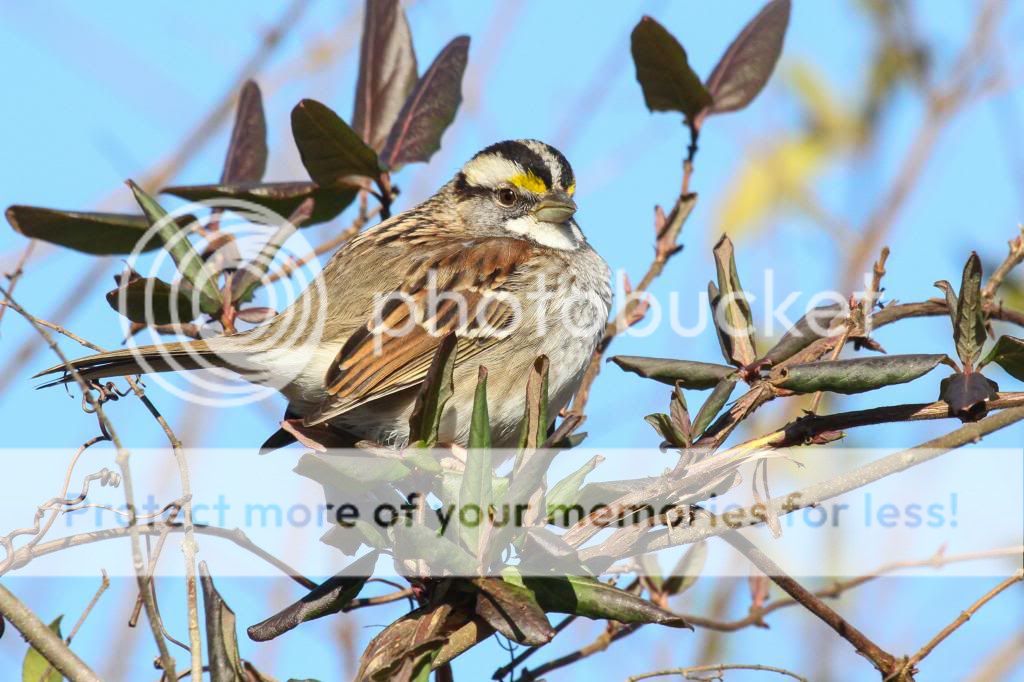 IMAGE: http://i512.photobucket.com/albums/t322/BogiePutt/WhiteThroatedSparrow02072014138_zps21ba3d37.jpg