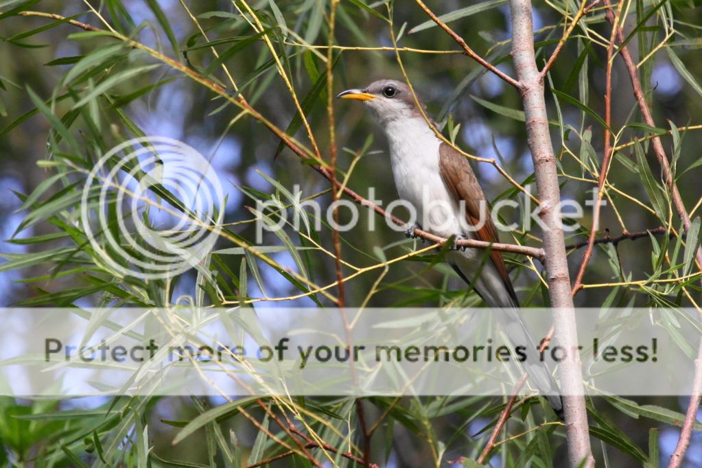 IMAGE: http://i512.photobucket.com/albums/t322/BogiePutt/YellowBilledCuckoo08242012079.jpg