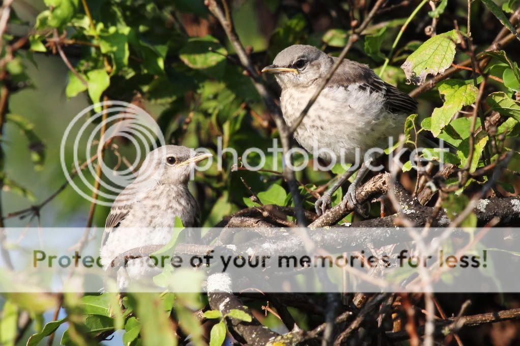 IMAGE: http://i512.photobucket.com/albums/t322/BogiePutt/b146.jpg