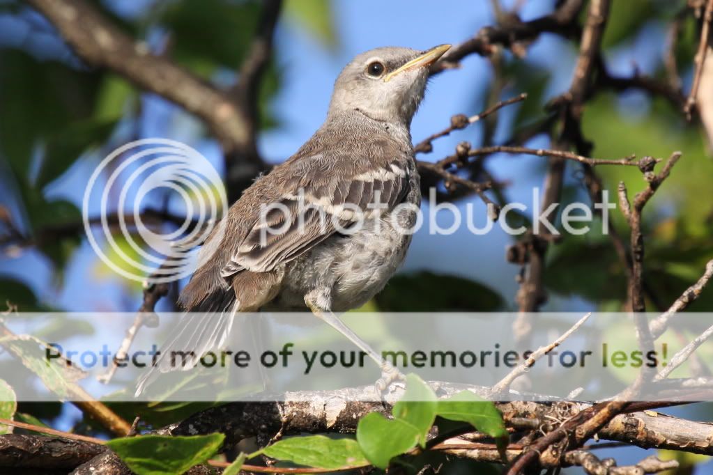 IMAGE: http://i512.photobucket.com/albums/t322/BogiePutt/b159.jpg