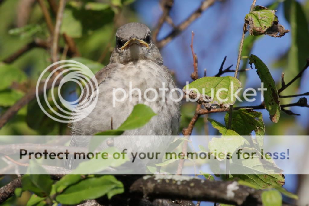 IMAGE: http://i512.photobucket.com/albums/t322/BogiePutt/b196.jpg