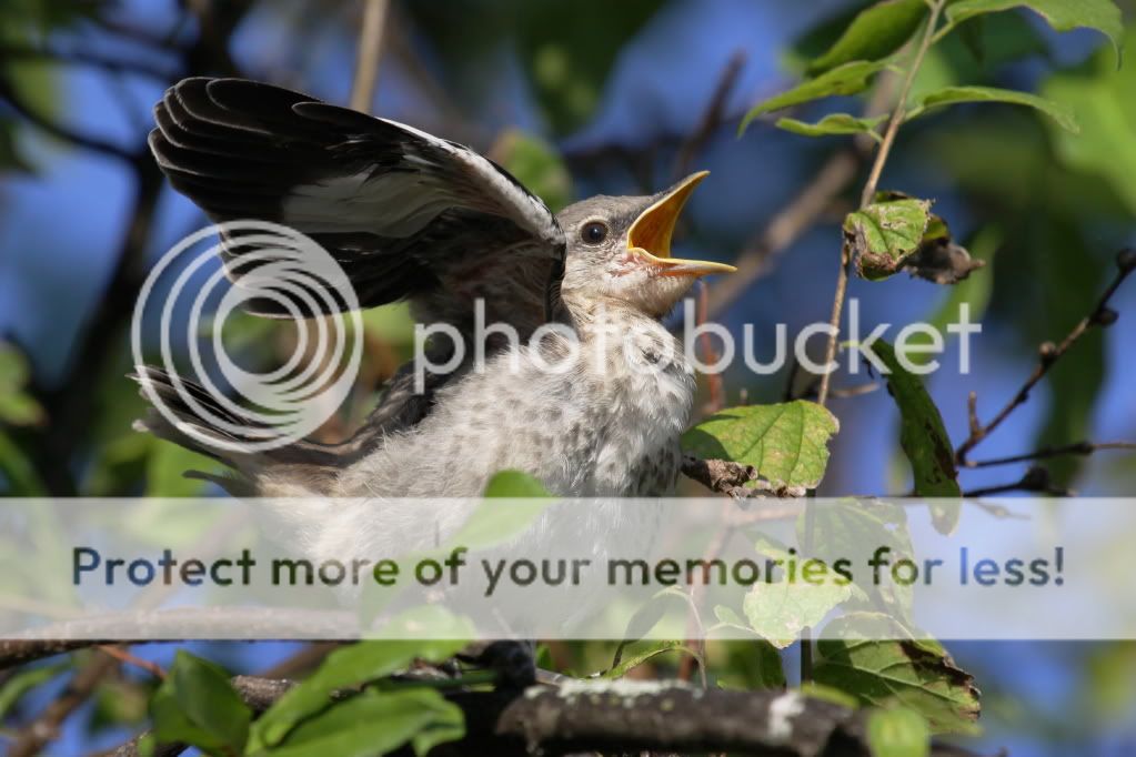 IMAGE: http://i512.photobucket.com/albums/t322/BogiePutt/b241.jpg