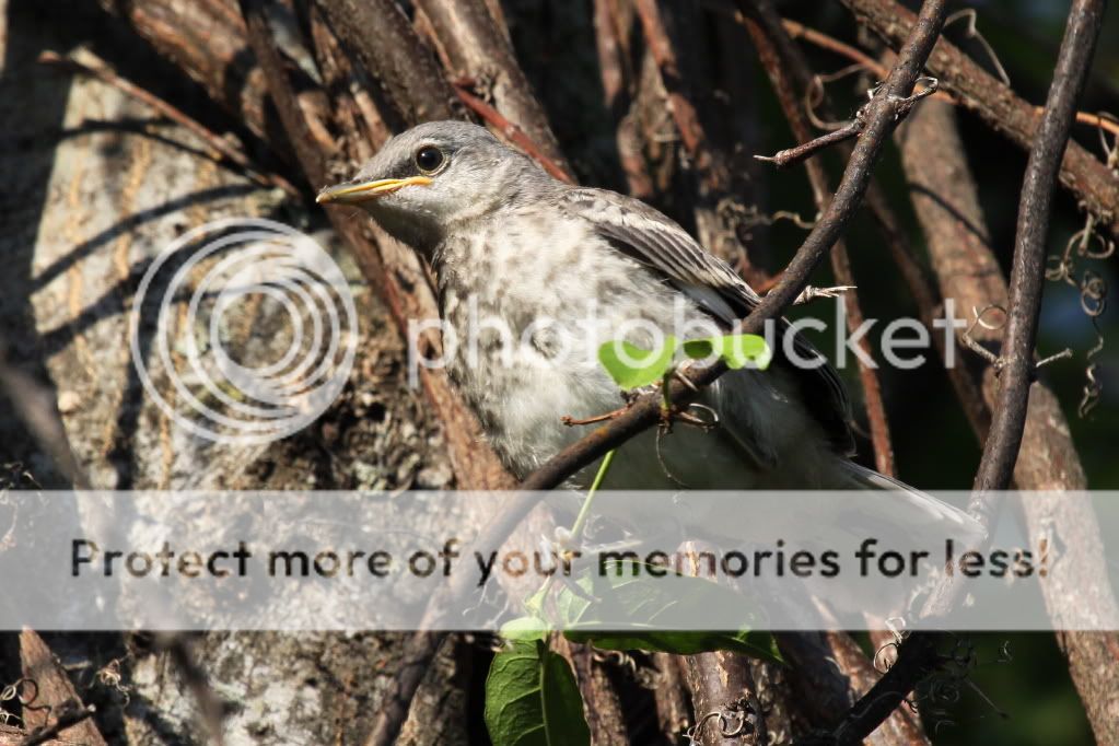 IMAGE: http://i512.photobucket.com/albums/t322/BogiePutt/b271.jpg