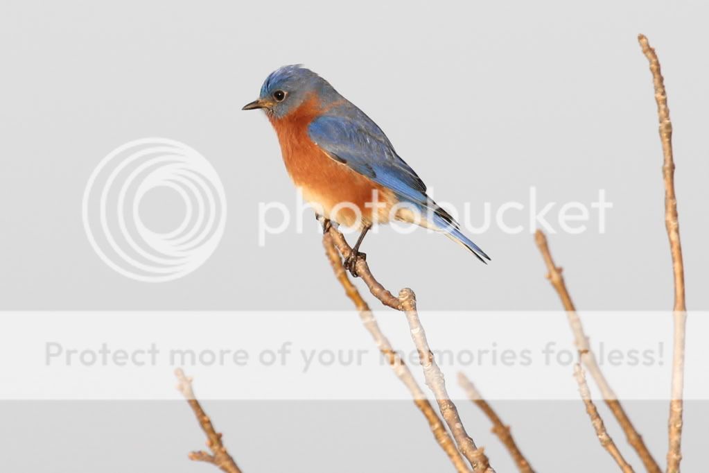 IMAGE: http://i512.photobucket.com/albums/t322/BogiePutt/b47.jpg