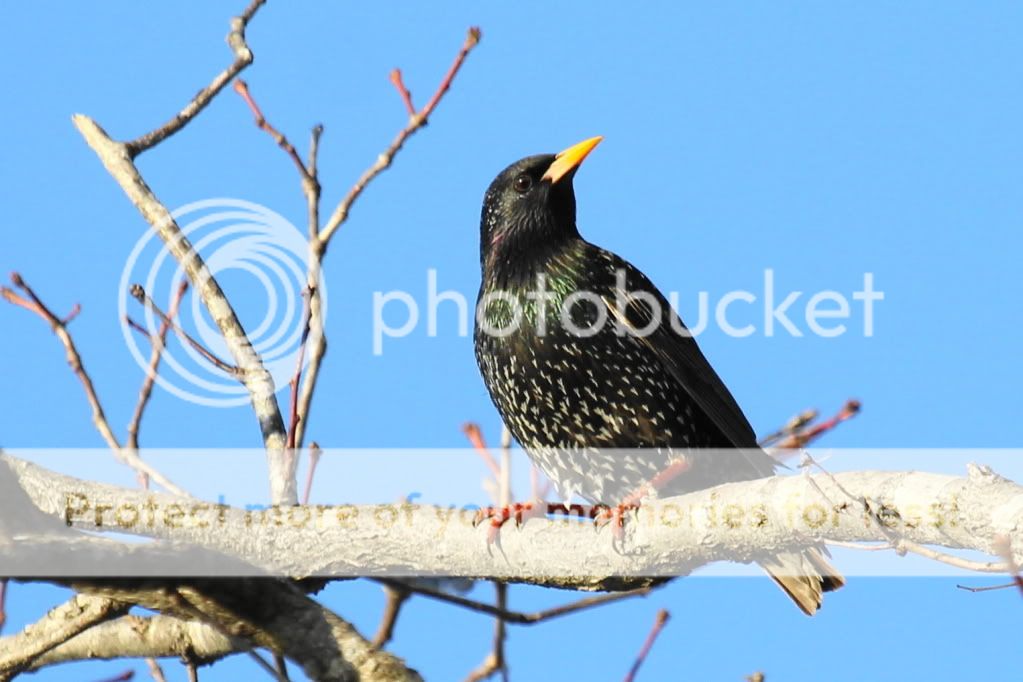 IMAGE: http://i512.photobucket.com/albums/t322/BogiePutt/b7-1.jpg