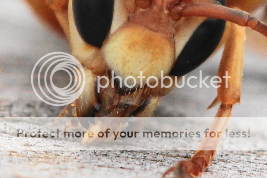 IMAGE: http://i512.photobucket.com/albums/t322/BogiePutt/bbHornet10062012321crop.jpg