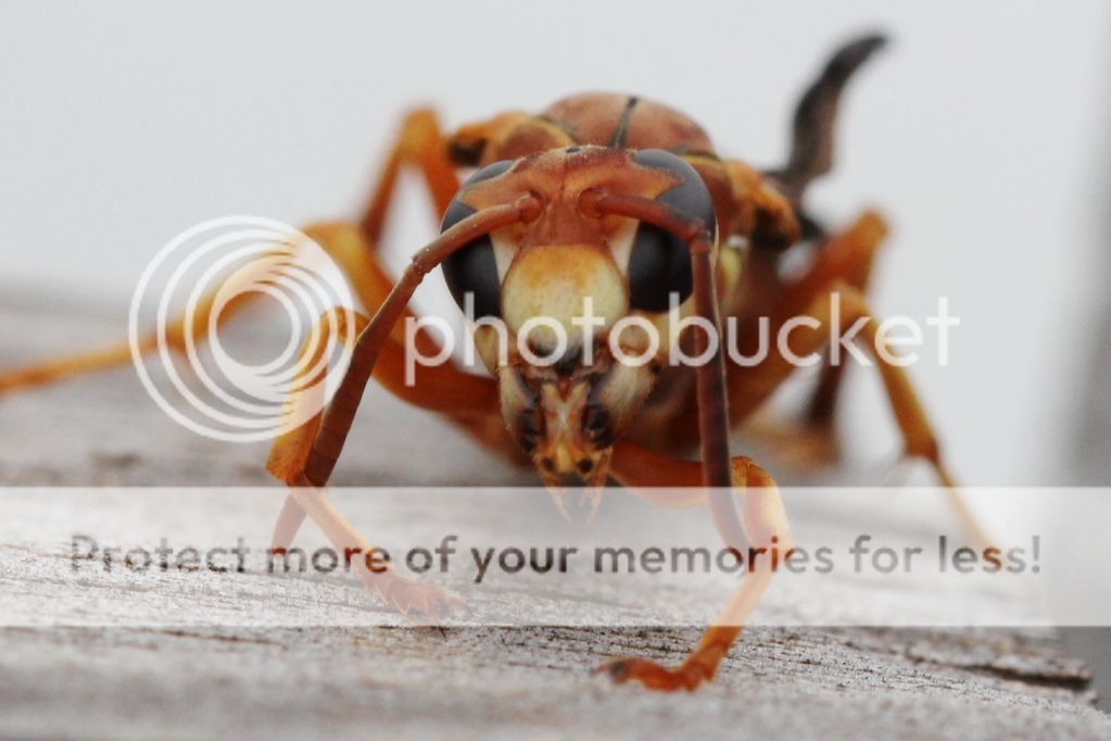 IMAGE: http://i512.photobucket.com/albums/t322/BogiePutt/bbhornet10062012319.jpg