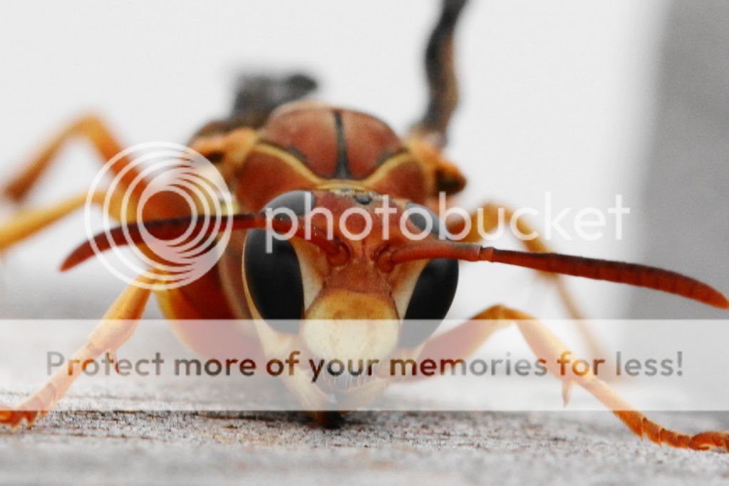 IMAGE: http://i512.photobucket.com/albums/t322/BogiePutt/bbhornet100620123221.jpg