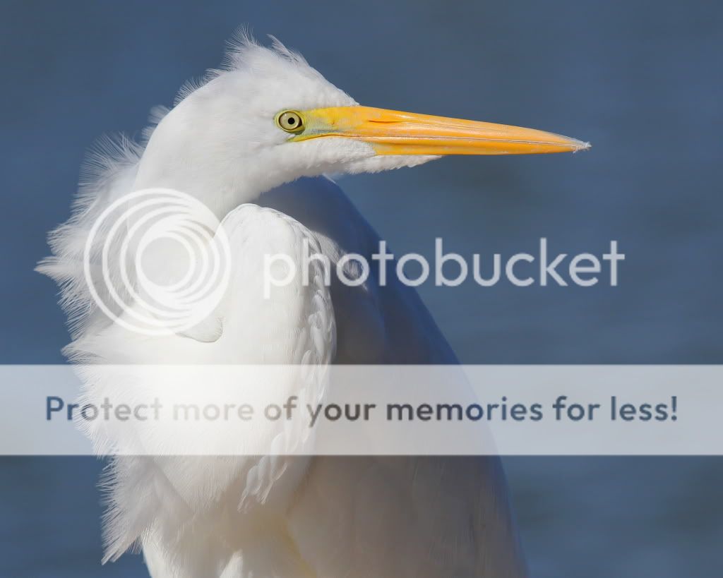 IMAGE: http://i512.photobucket.com/albums/t322/BogiePutt/e1-5.jpg