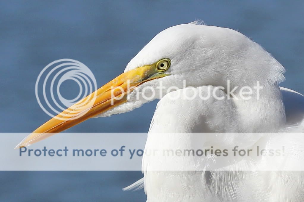 IMAGE: http://i512.photobucket.com/albums/t322/BogiePutt/e10.jpg