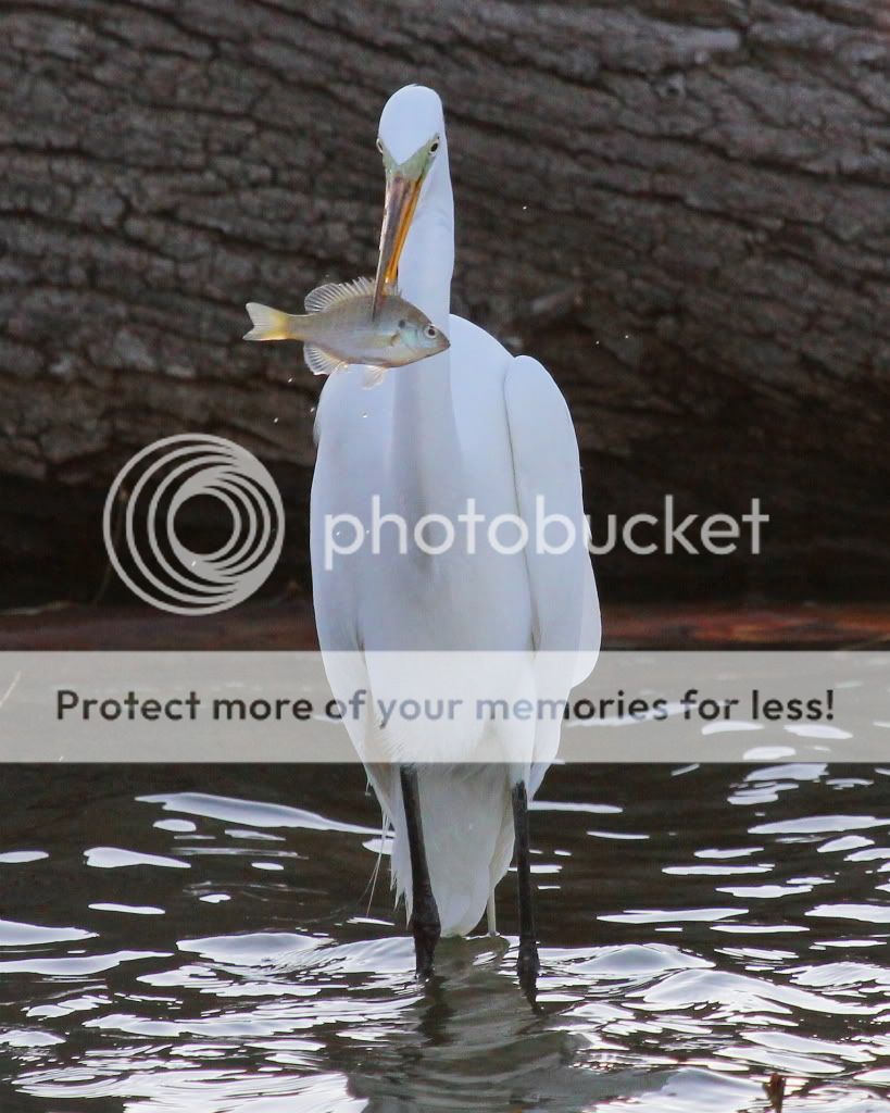 IMAGE: http://i512.photobucket.com/albums/t322/BogiePutt/e117.jpg