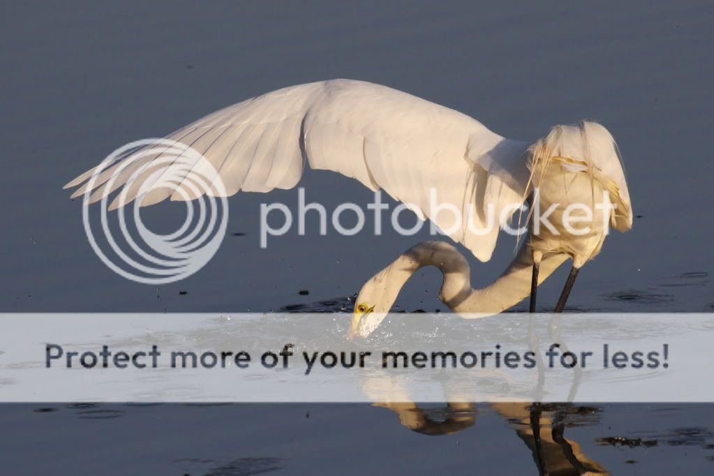 IMAGE: http://i512.photobucket.com/albums/t322/BogiePutt/e125-1.jpg