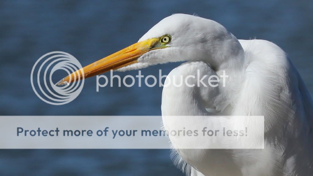 IMAGE: http://i512.photobucket.com/albums/t322/BogiePutt/e13.jpg