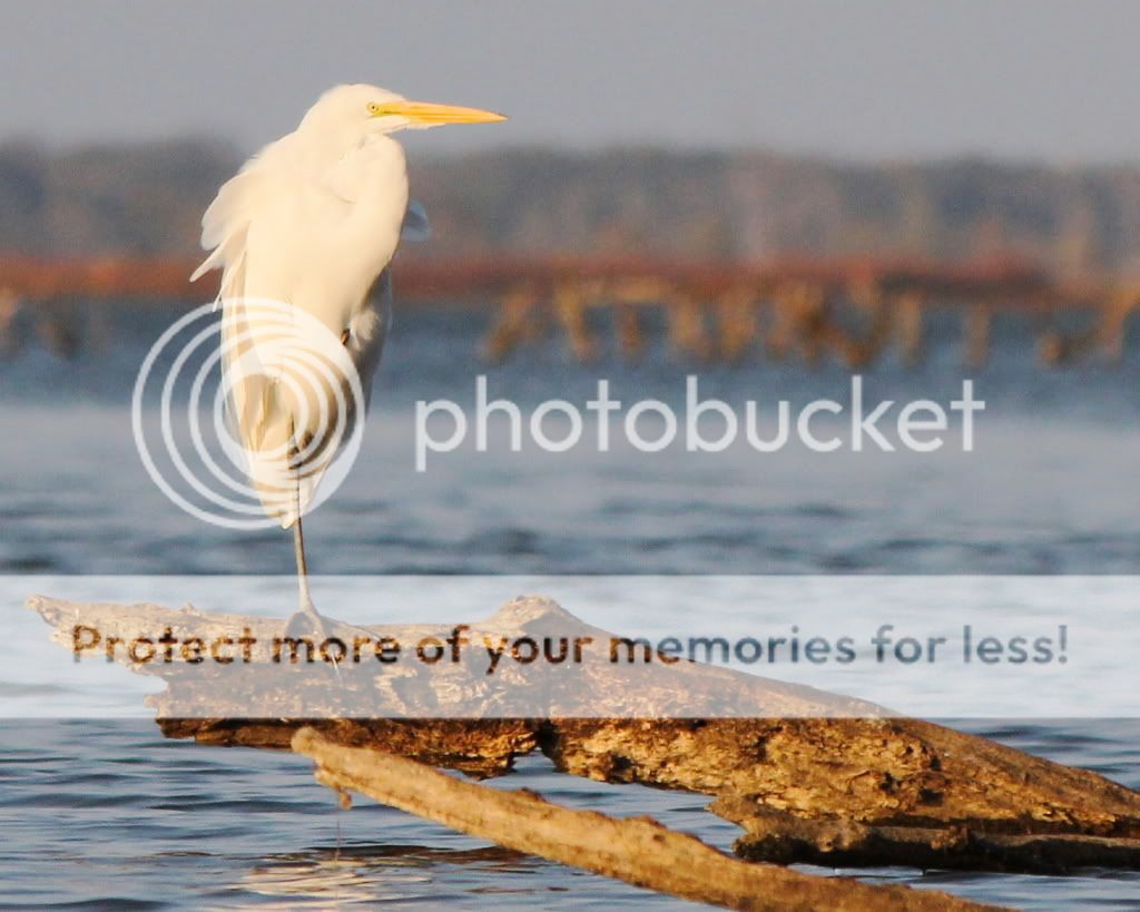 IMAGE: http://i512.photobucket.com/albums/t322/BogiePutt/e14.jpg