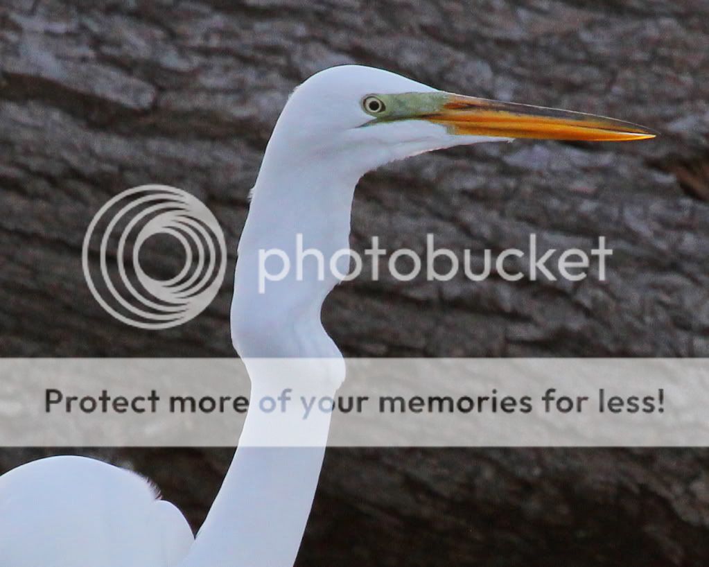 IMAGE: http://i512.photobucket.com/albums/t322/BogiePutt/e141.jpg