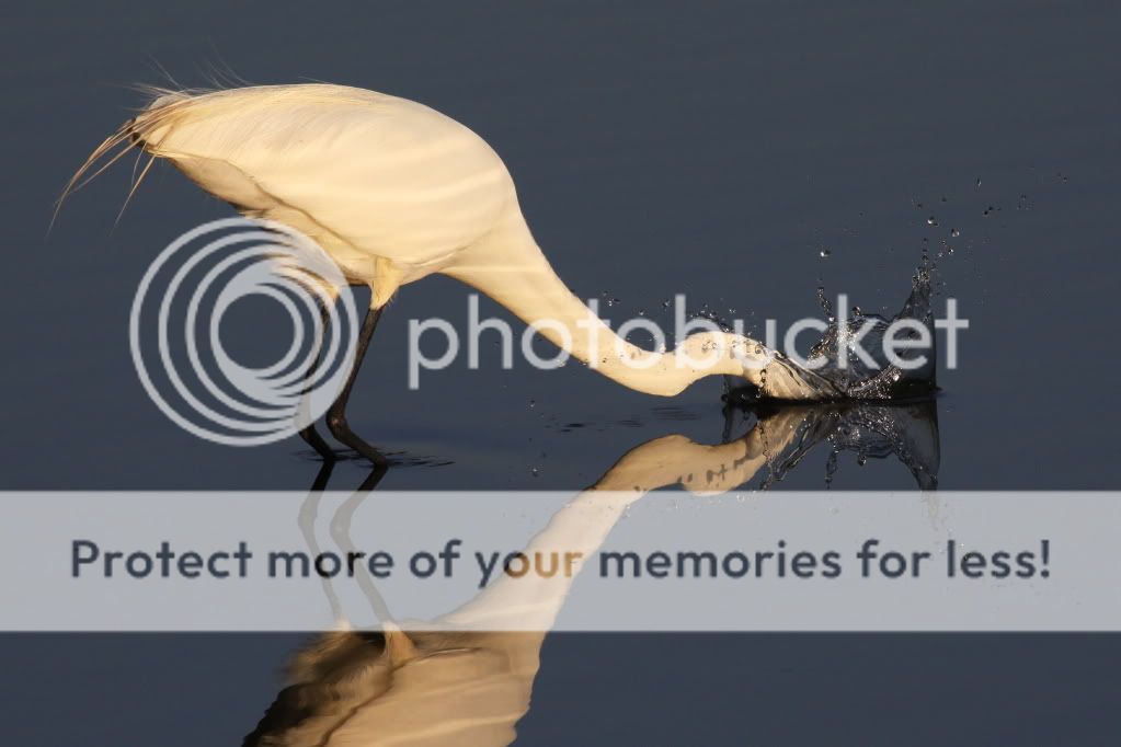 IMAGE: http://i512.photobucket.com/albums/t322/BogiePutt/e158.jpg