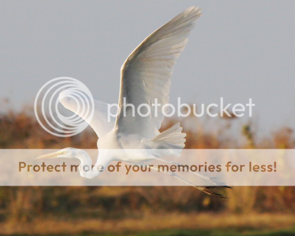 IMAGE: http://i512.photobucket.com/albums/t322/BogiePutt/e16.jpg