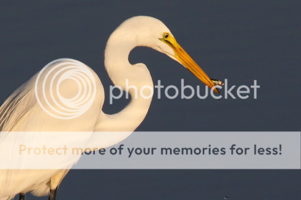 IMAGE: http://i512.photobucket.com/albums/t322/BogiePutt/e166.jpg