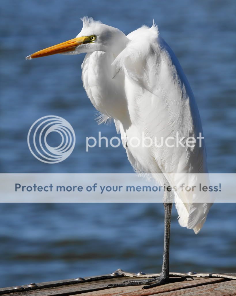 IMAGE: http://i512.photobucket.com/albums/t322/BogiePutt/e17-1.jpg