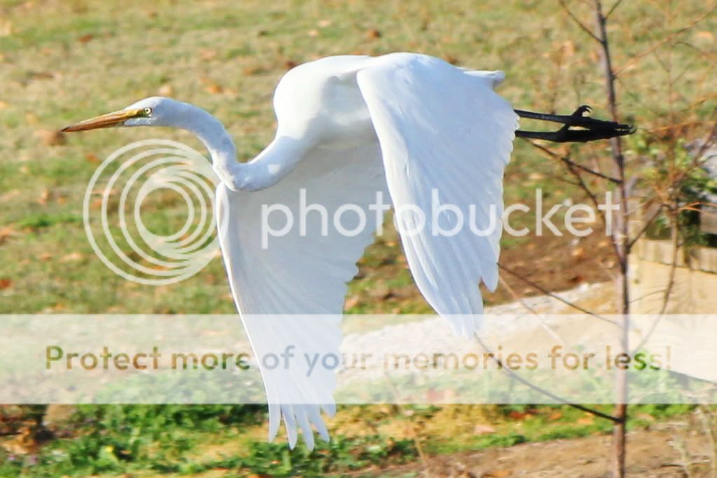 IMAGE: http://i512.photobucket.com/albums/t322/BogiePutt/e17.jpg