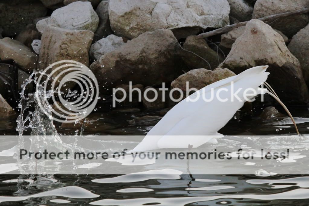 IMAGE: http://i512.photobucket.com/albums/t322/BogiePutt/e179.jpg