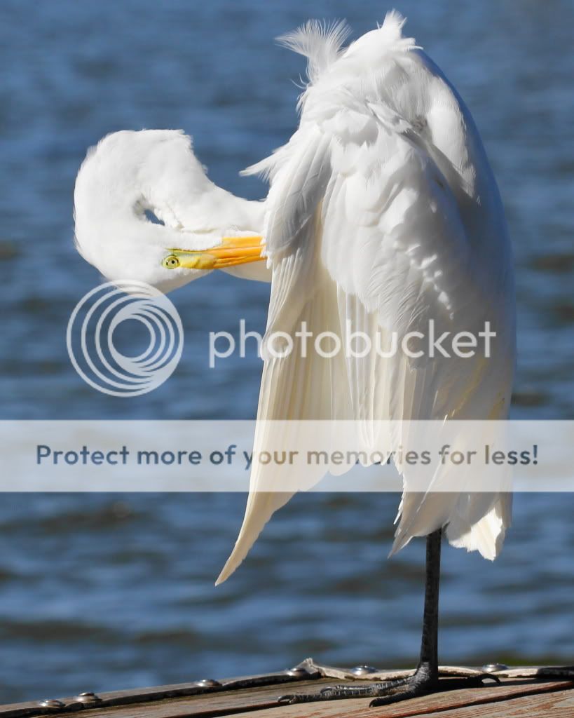 IMAGE: http://i512.photobucket.com/albums/t322/BogiePutt/e19.jpg