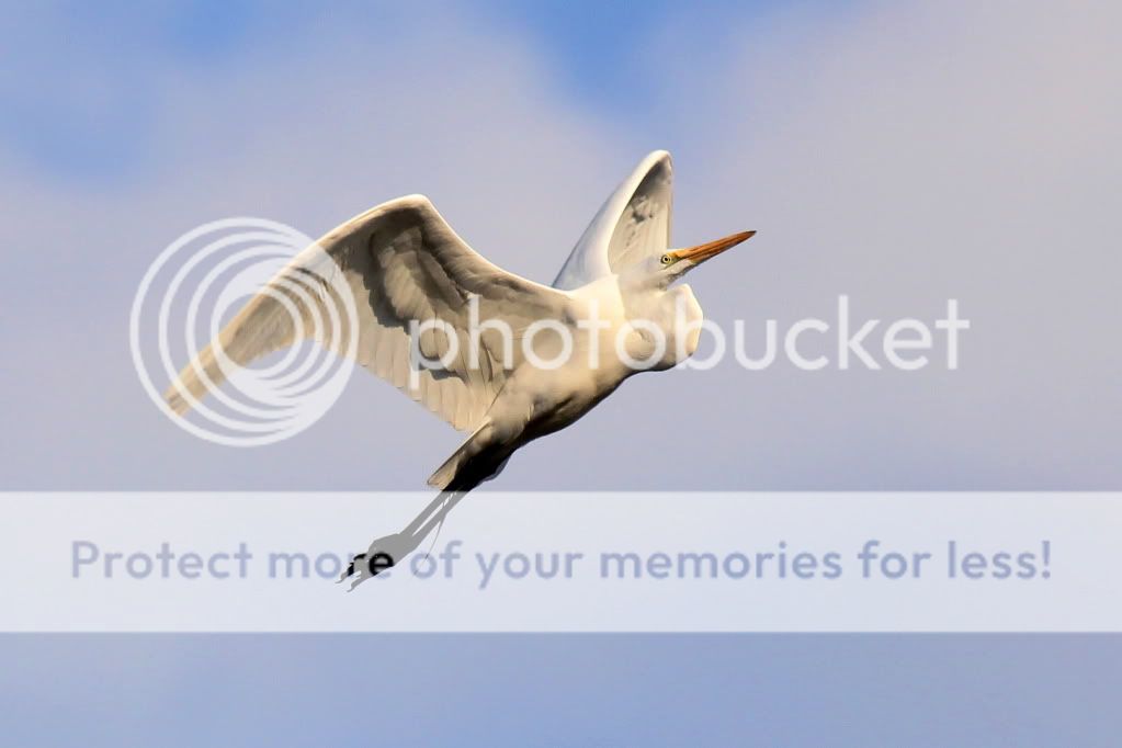 IMAGE: http://i512.photobucket.com/albums/t322/BogiePutt/e21-1.jpg