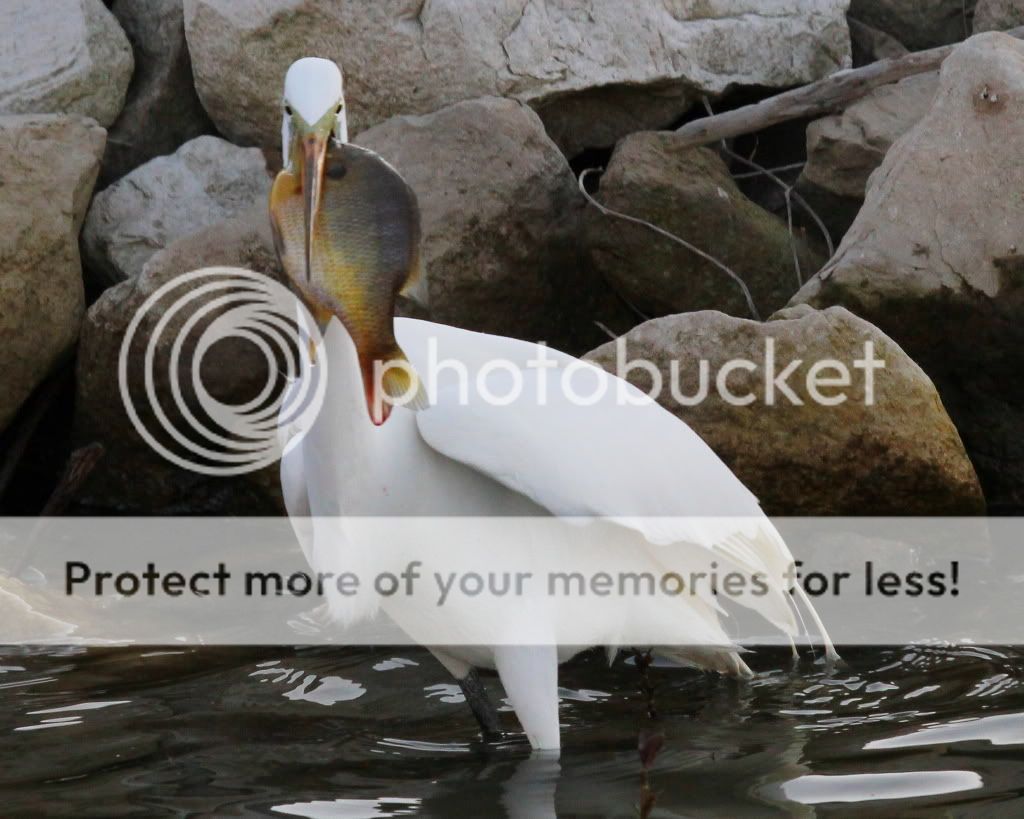 IMAGE: http://i512.photobucket.com/albums/t322/BogiePutt/e223.jpg