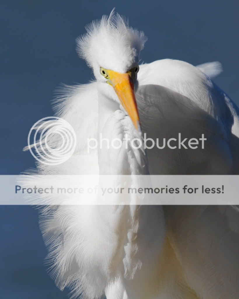 IMAGE: http://i512.photobucket.com/albums/t322/BogiePutt/e24.jpg