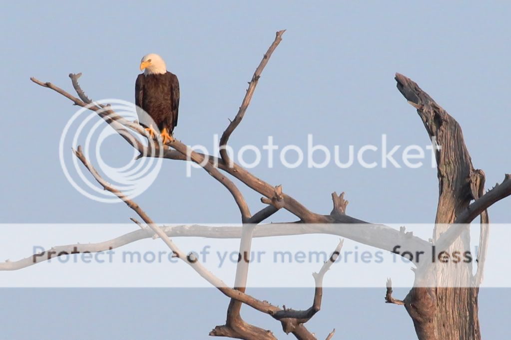 IMAGE: http://i512.photobucket.com/albums/t322/BogiePutt/e32.jpg