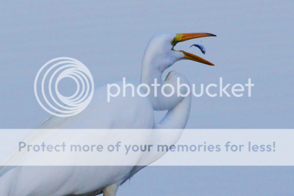 IMAGE: http://i512.photobucket.com/albums/t322/BogiePutt/e357.jpg