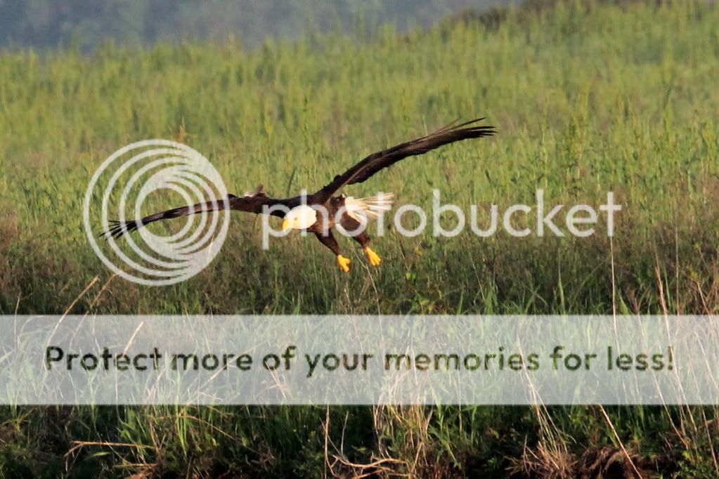 IMAGE: http://i512.photobucket.com/albums/t322/BogiePutt/e48.jpg